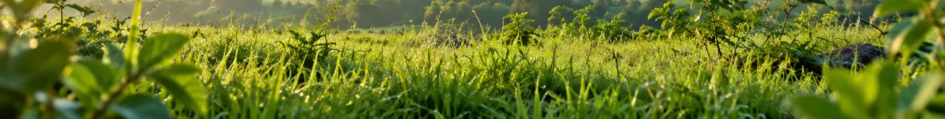 Green grass across the foreground